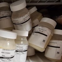 Fresh BreastMilk